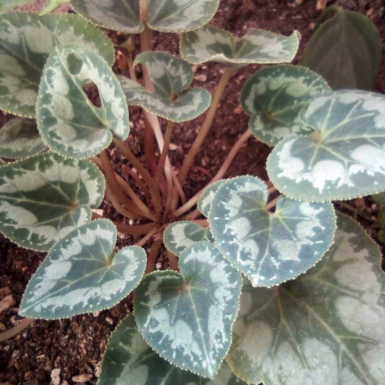 Plant image Cyclamen hederifolium 'Amaze Me'