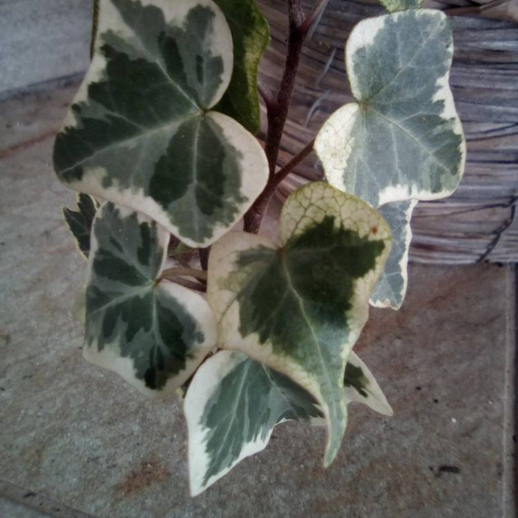 Plant image Hedera Canariensis 'Variegata'