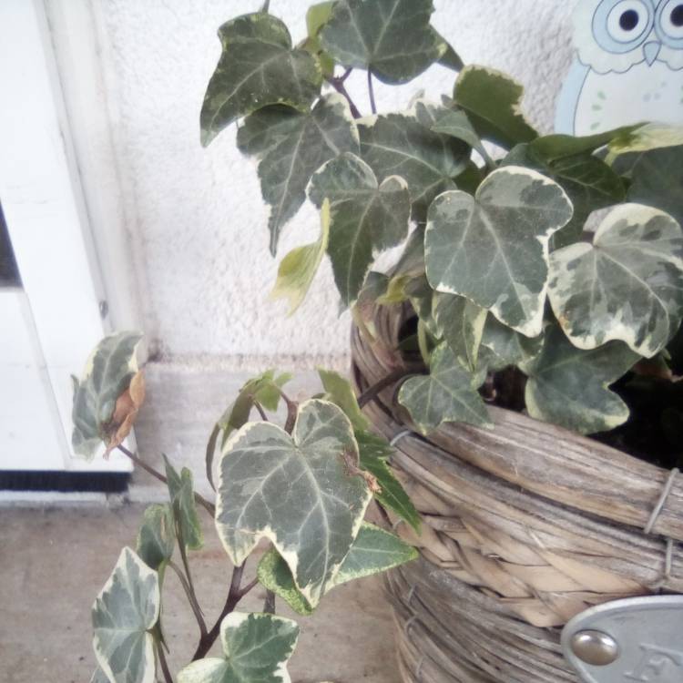 Plant image Hedera Canariensis 'Variegata'