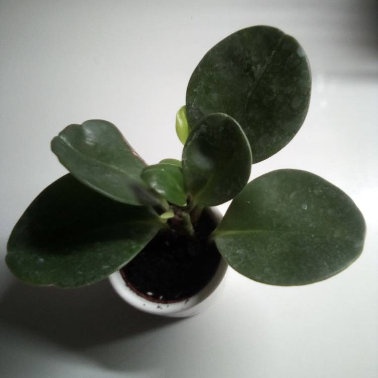 Plant image Ficus microcarpa 'Green Island'