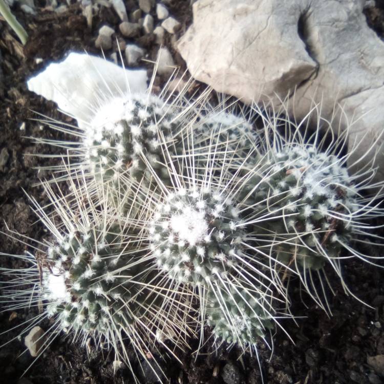 Plant image Mammillaria backebergiana