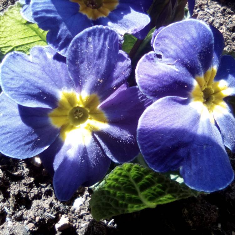 Plant image Primula polyantha 'Supernova Blue'