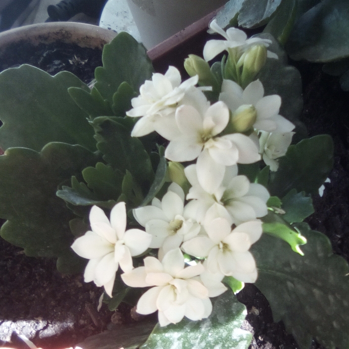 Plant image Kalanchoe blossfeldiana 'Calandiva White'