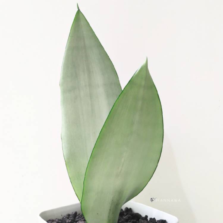 Plant image Sansevieria Moonshine