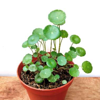 Whorled Marsh-Pennywort