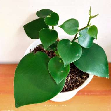 Peperomia 'Rain Drop'