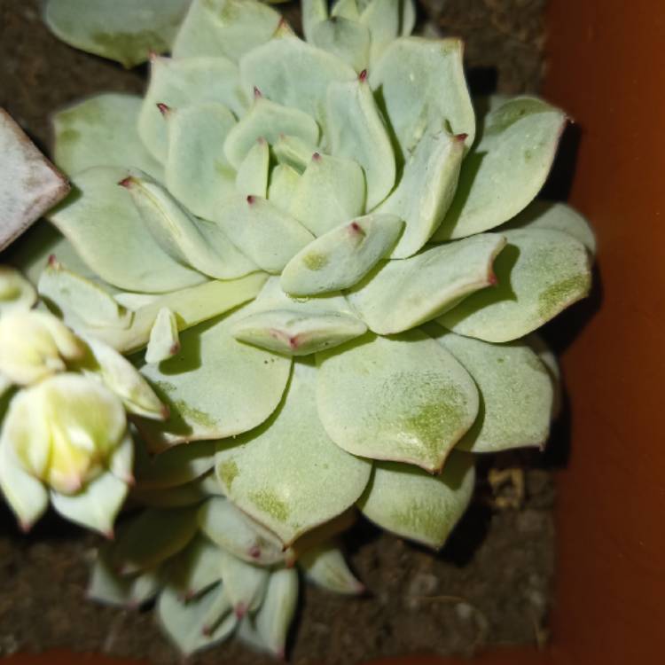 Plant image Echeveria Captain Hay