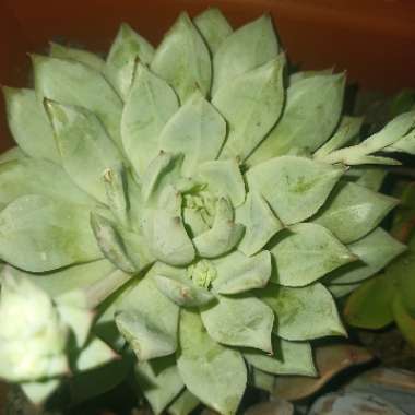 Echeveria 'Tippy'