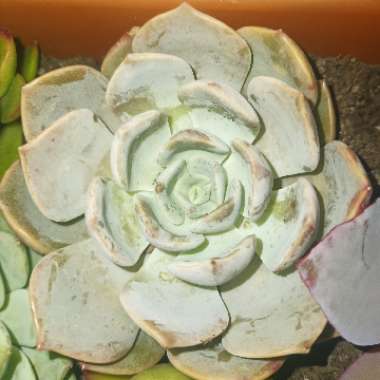 Echeveria Garotto