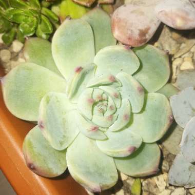 Echeveria 'Chihuahuaensis'