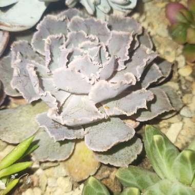 Echeveria 'Shaviana Pink Frills'