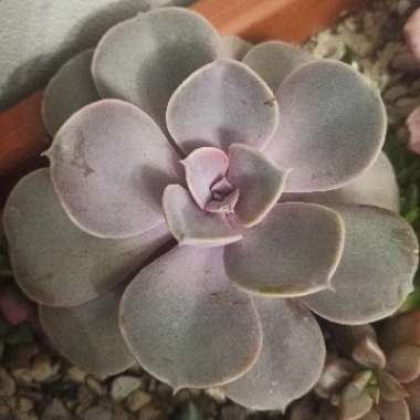 Echeveria 'Purple Pearl'