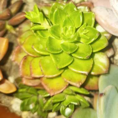 Sedeveria 'Letizia'