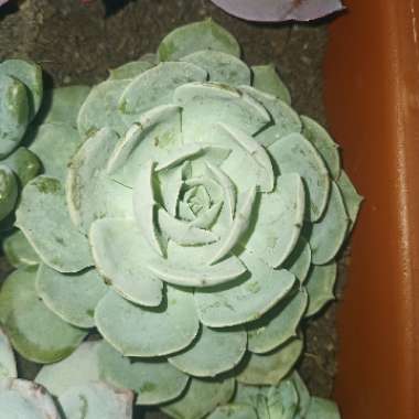 Echeveria 'Runyonii'