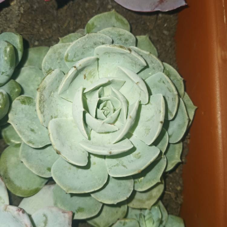 plant image 1597650