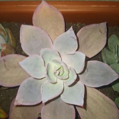 Echeveria 'Afterglow'