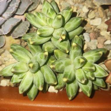 Pachyphytum 'Compactum'