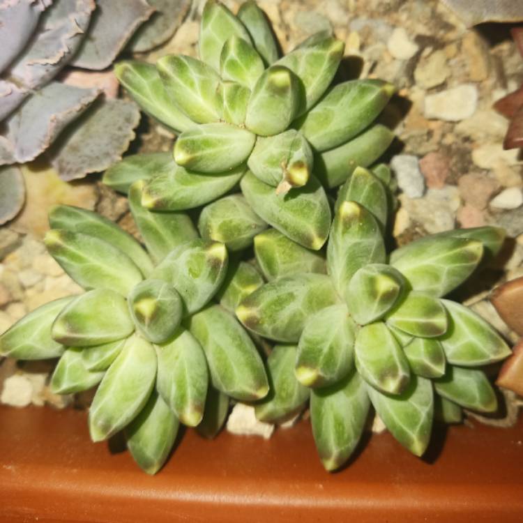 plant image 1597664