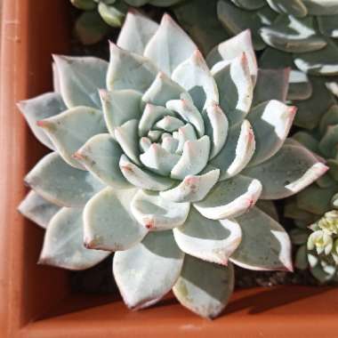 Echeveria 'Blue Bird'