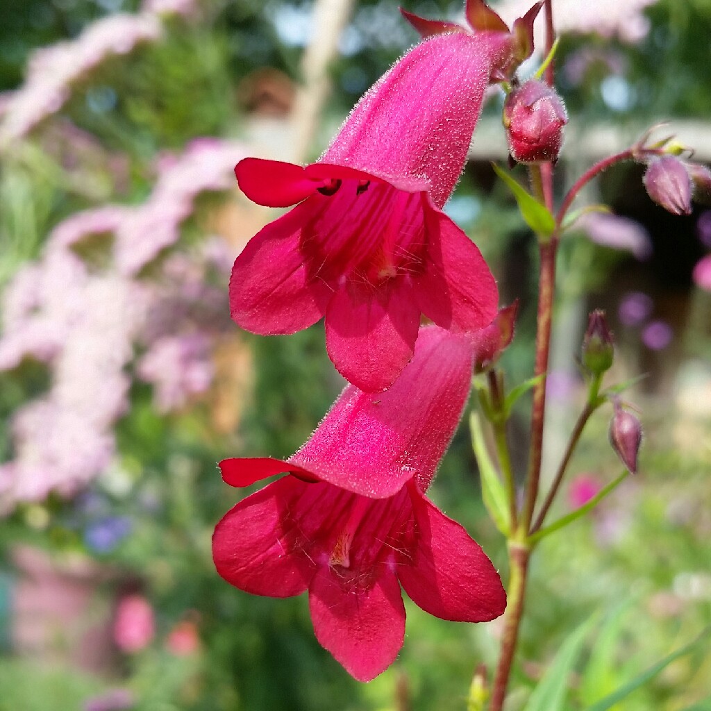 Plant image Penstemon 'Sunburst Ruby'