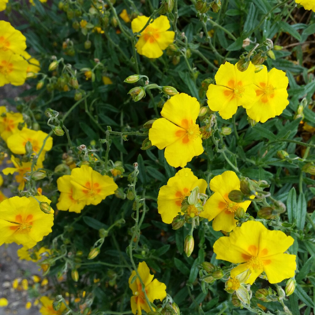 Cistus albidus f. 'albus'