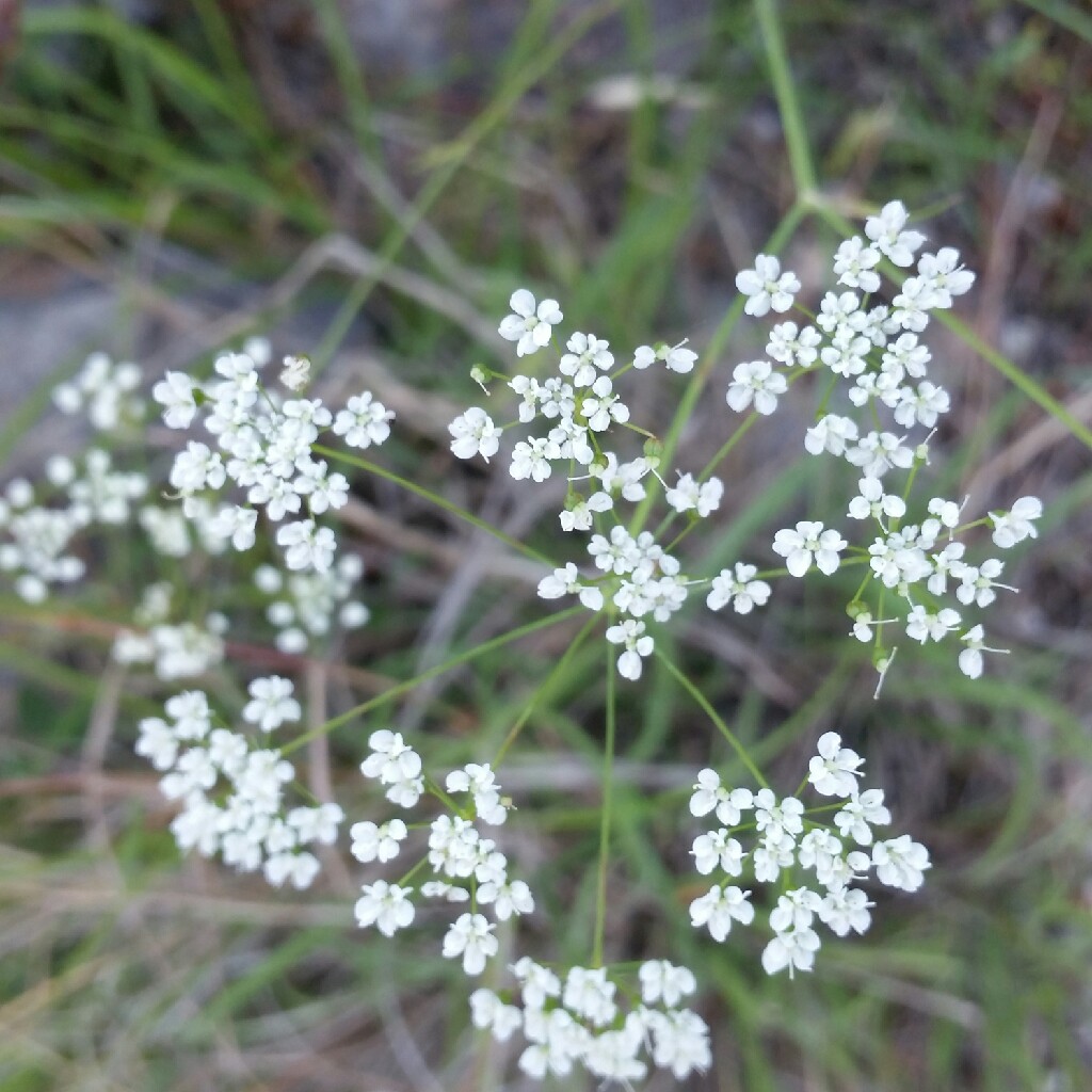 Hannah's garden