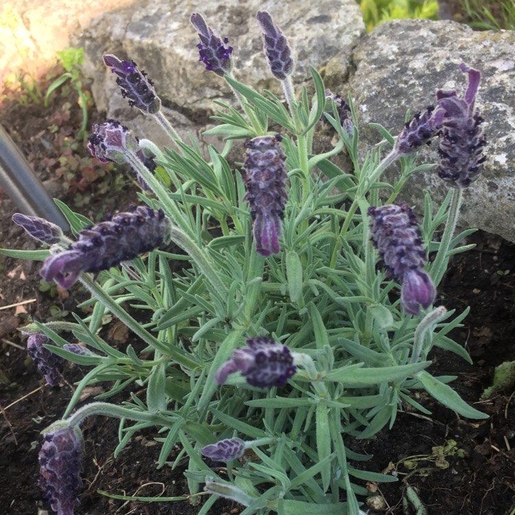 Plant image Lavandula stoechas 'Anouk' (Anouk Series)