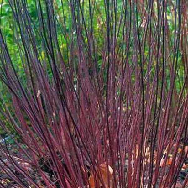 Plant image Cornus alba 'Kesselringii'