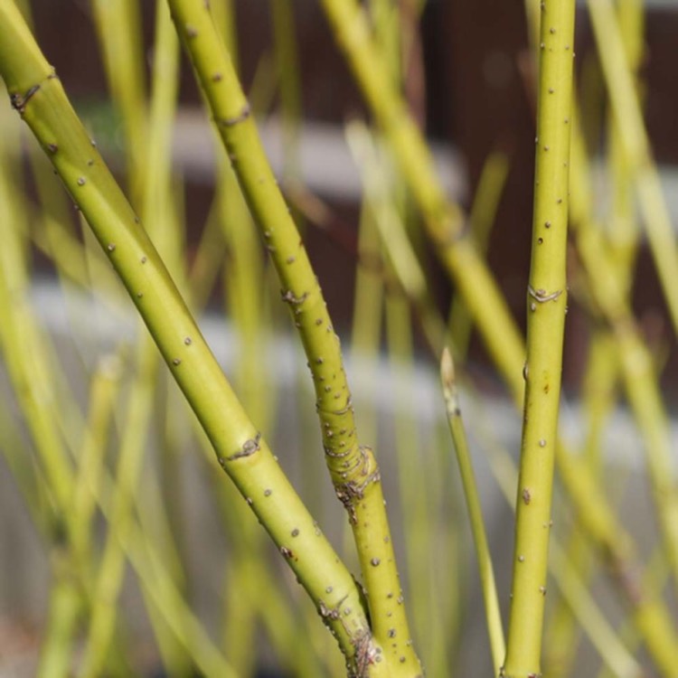 Plant image Cornus sericea 'Flaviramea' syn. Cornus stolonifera 'Flaviramea'