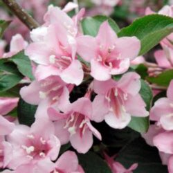 Plant image Weigela florida 'Rosea'