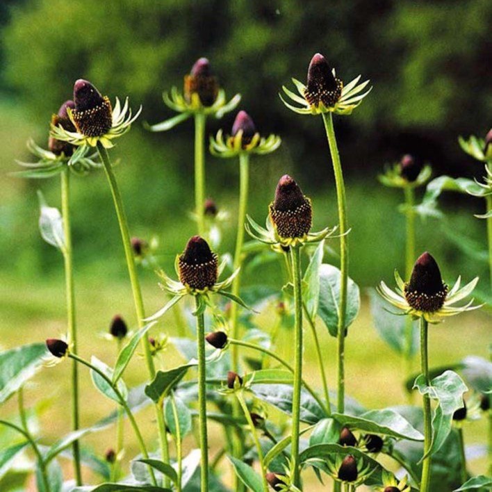 Plant image Rudbeckia occidentalis 'Green Wizard'