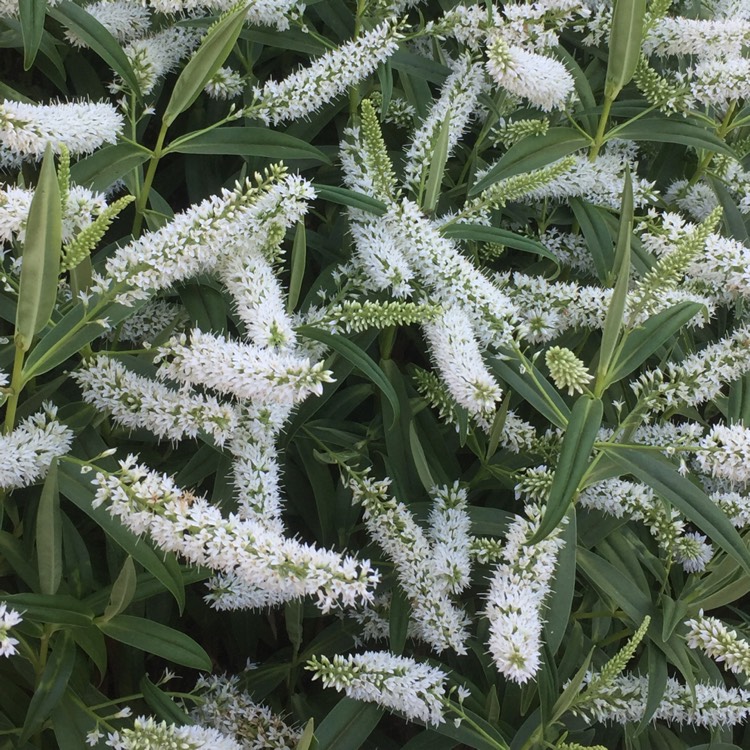 Plant image Hebe 'White Spritzer'