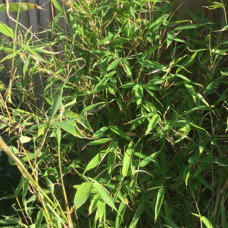 Plant image Phyllostachys aurea 'Albovariegata'