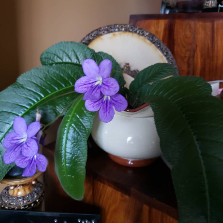 Plant image Streptocarpus caulescens