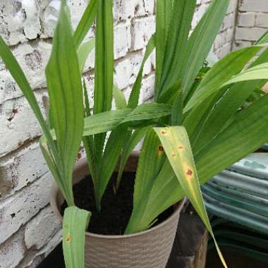 Gladioli