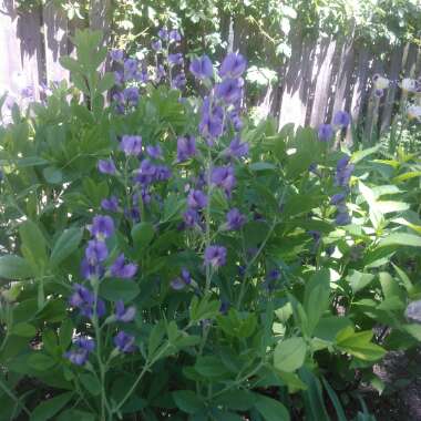 Baptisia australis