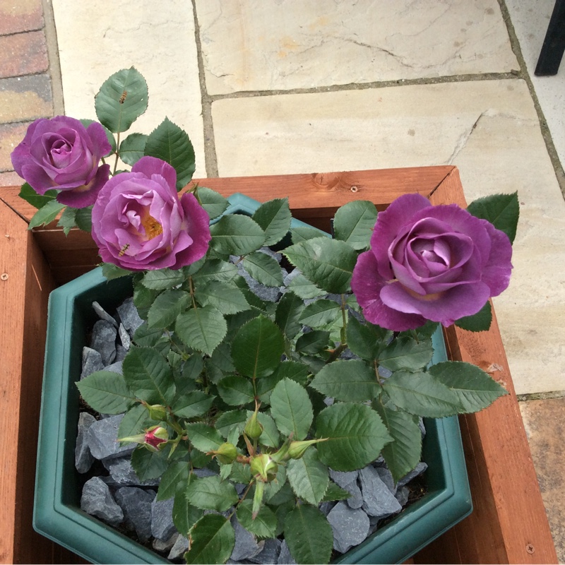 Plant image Rosa 'Tannacht' syn. Rosa 'Blue Moon', Rosa 'Blue Munday', Rosa 'Sissi', Rosa 'Navo-Rose', Rosa 'Mainzer Rad', Rosa 'Mainzer Fastnacht'