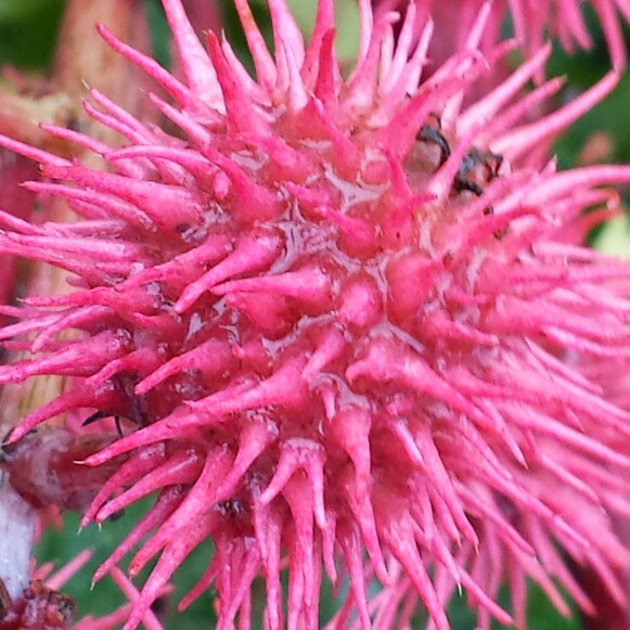 Plant image Ricinus communis