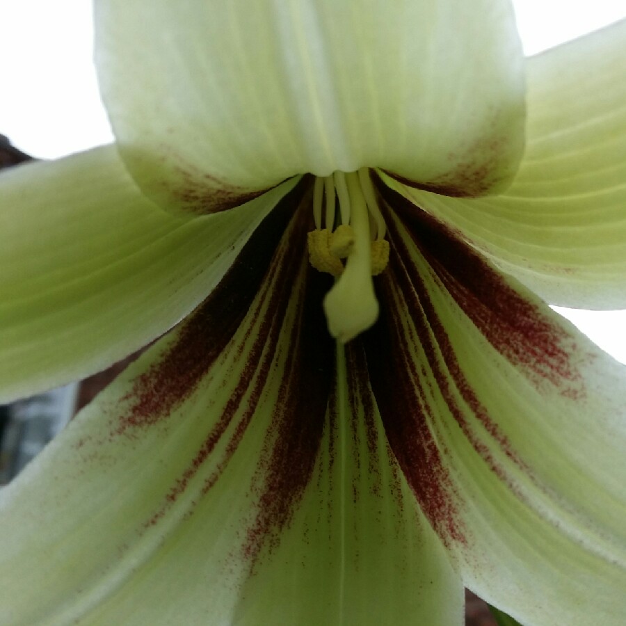 Plant image Cardiocrinum giganteum syn. Lilium giganteum himalaicum