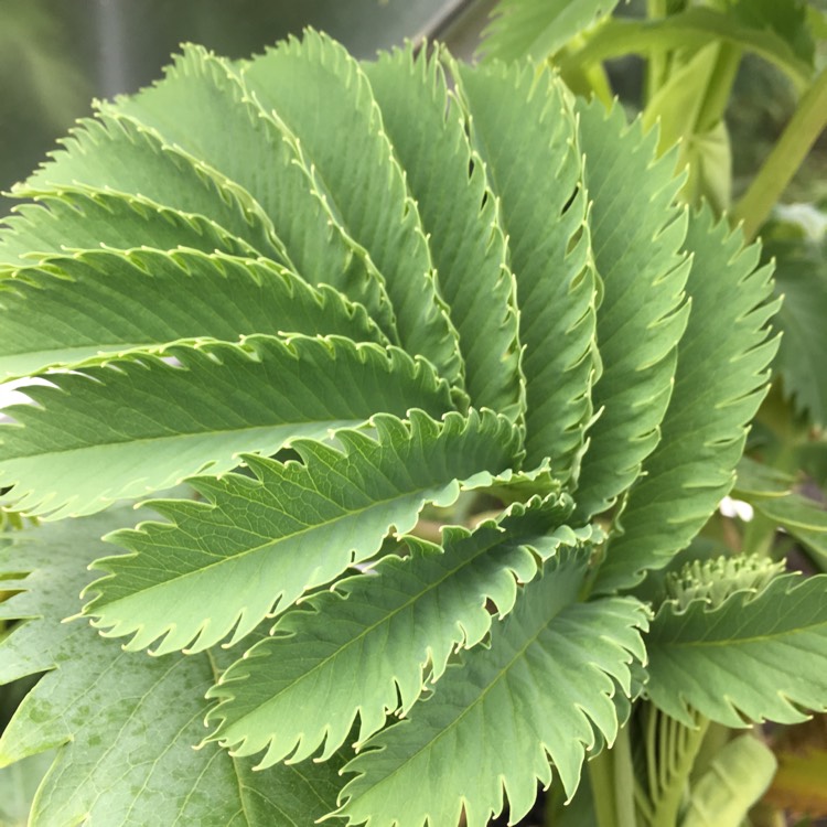 Plant image Melianthus major