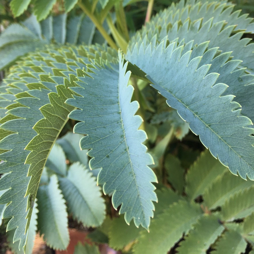 Plant image Melianthus major