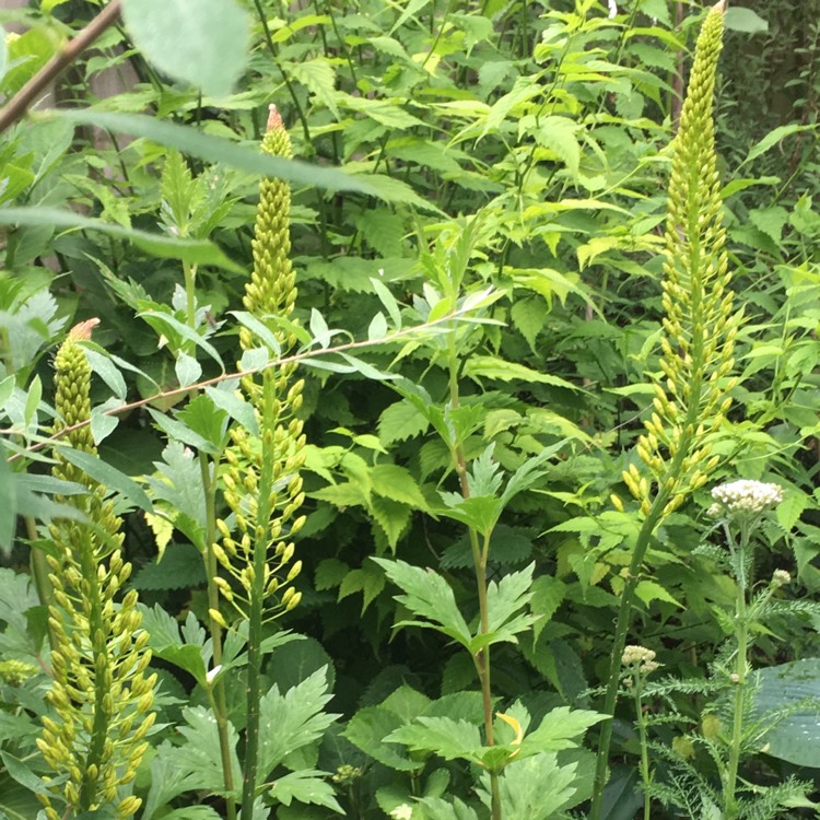 Plant image Eremurus