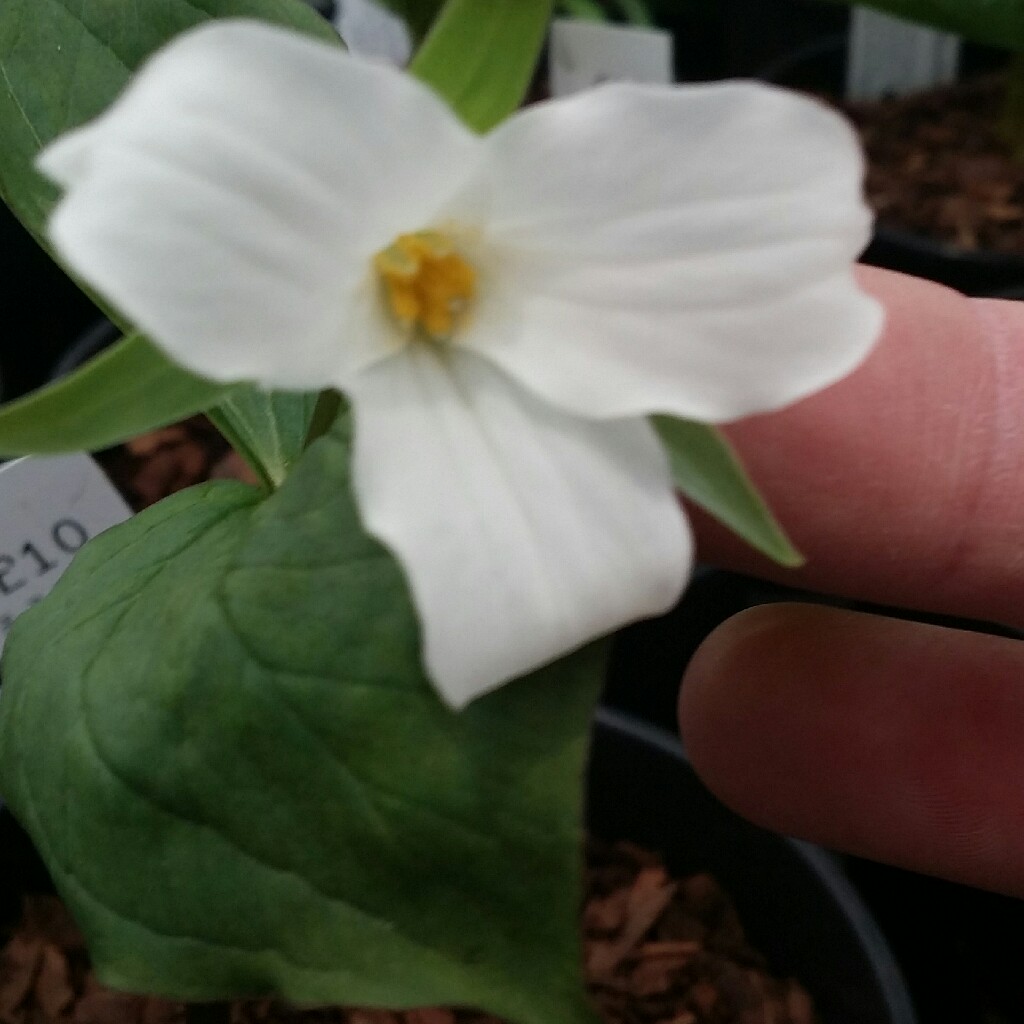 Plant image Trillium grandiflorum