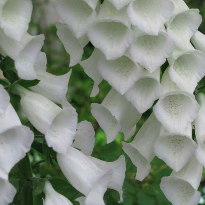 Digitalis purpurea f. albiflora