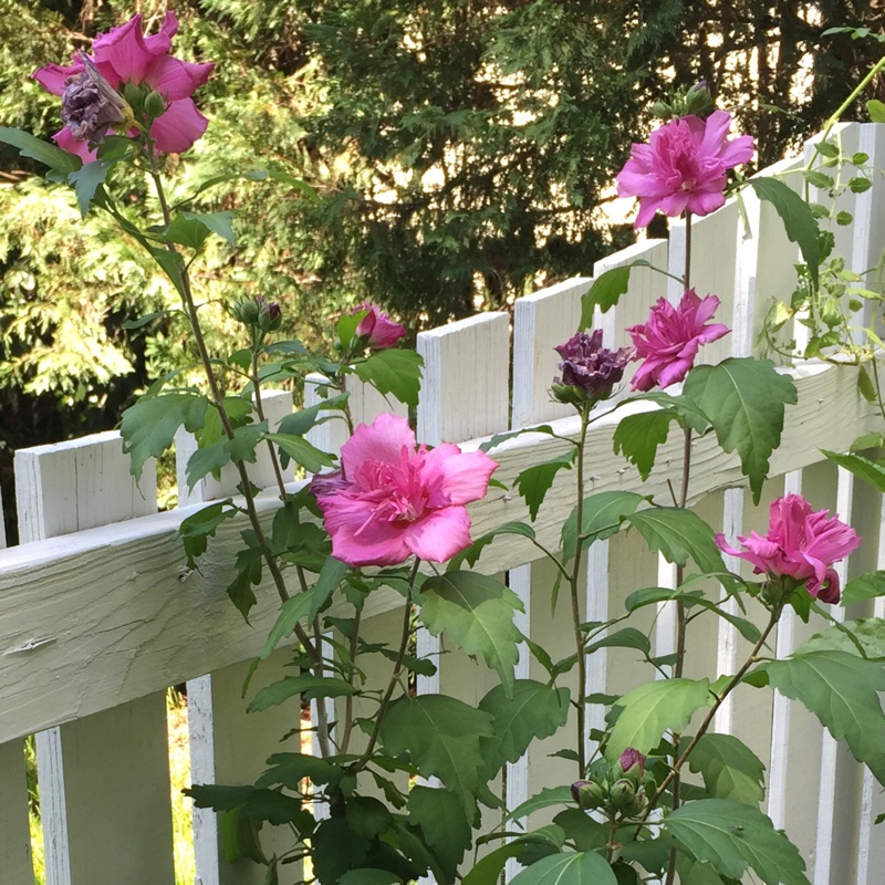 Plant image Hibiscus Syriacus 'Lucy'