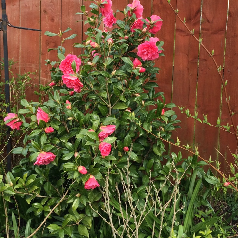 Camellia 'Adolphe Audusson'