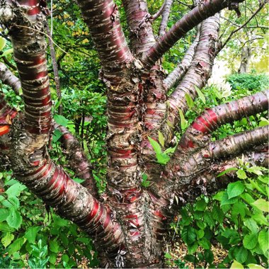 Prunus serrula syn. Prunus serrula var. tibetica, Prunus tibetica