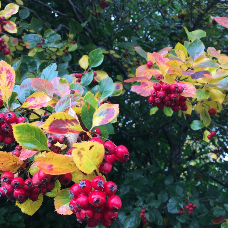 Plant image Crataegus persimilis 'Prunifolia'