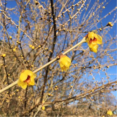 Chimonanthus Praecox