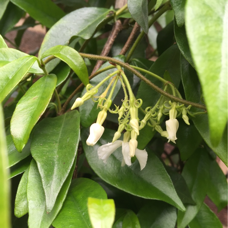 Star Jasmine